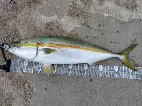 ブリの釣果