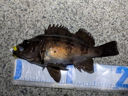 メバルの釣果