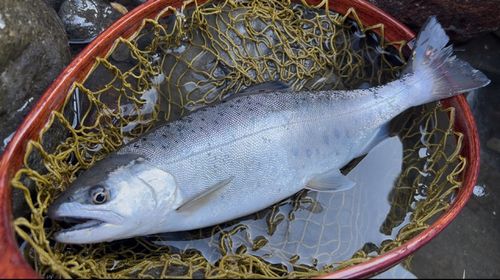 ヤマメの釣果