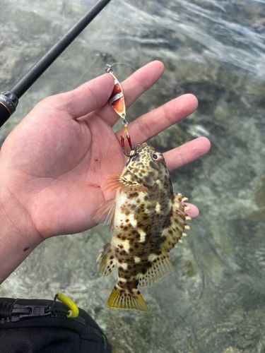 イソゴンベの釣果