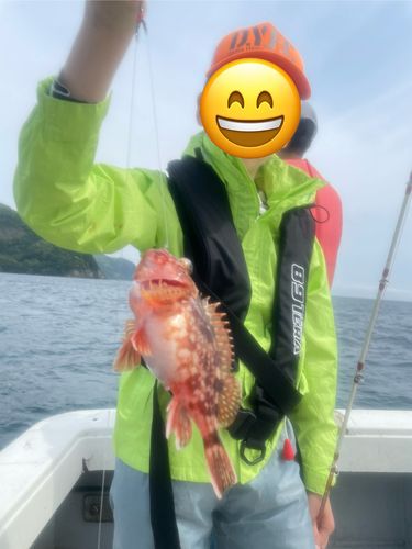 アマダイの釣果