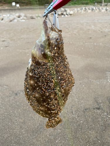 ソゲの釣果
