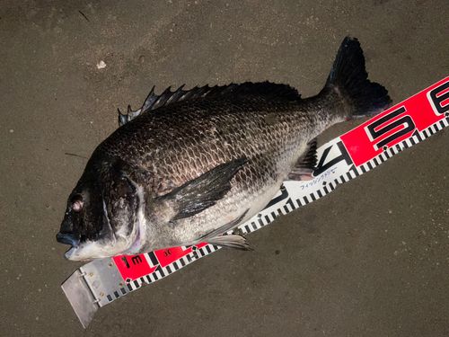 クロダイの釣果