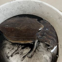 コウイカ