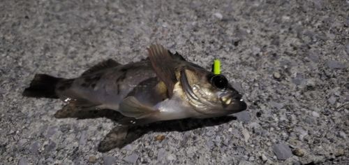 アカメバルの釣果