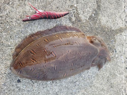 コウイカの釣果