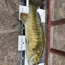 スモールマウスバス