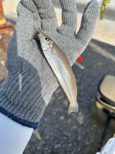 キスの釣果