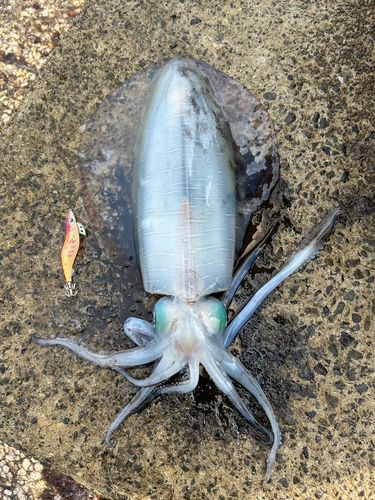 アオリイカの釣果
