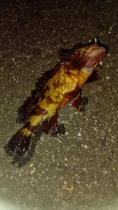 カサゴの釣果