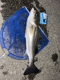 マダカ（ヒラスズキ）の釣果