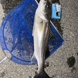 マダカ（ヒラスズキ）