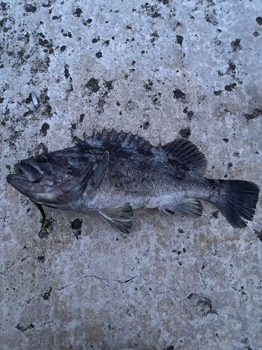 クロソイの釣果
