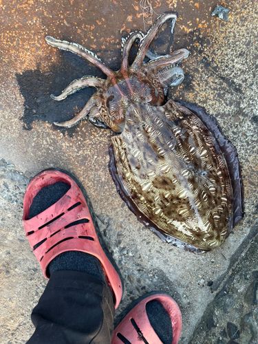 アオリイカの釣果