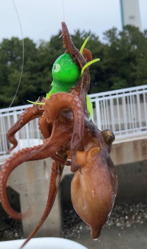 タコ
