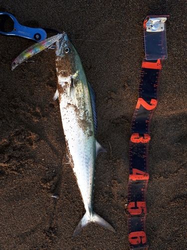 サゴシの釣果