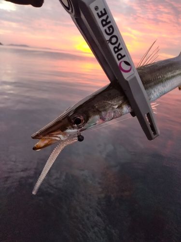 カマスの釣果