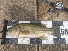 ブラックバスの釣果