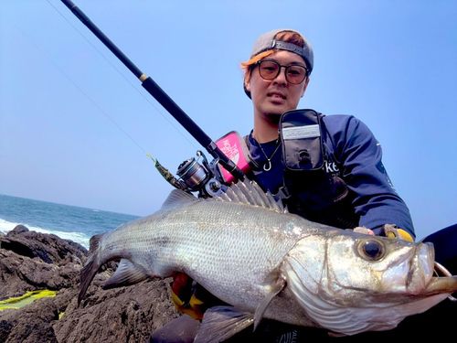 ヒラスズキの釣果