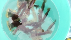 ムギイカの釣果