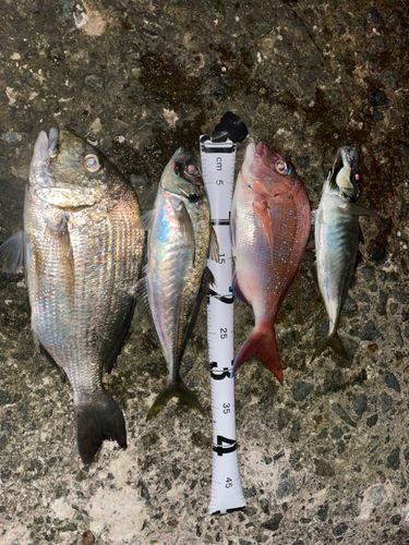 アジの釣果