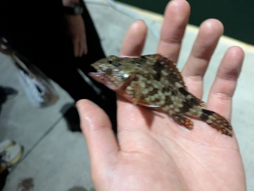カサゴ