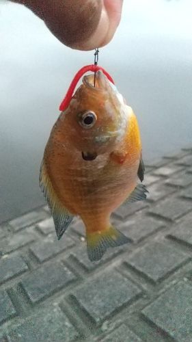 ブルーギルの釣果