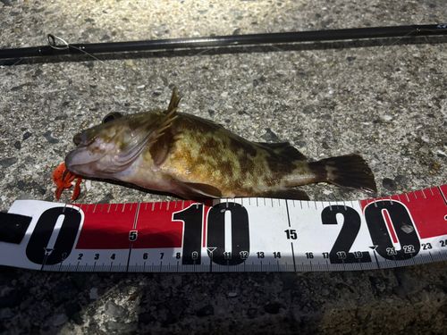ガシラの釣果