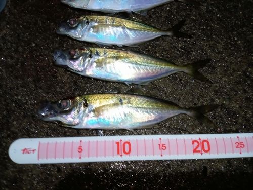 アジの釣果