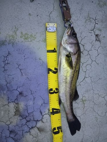 スズキの釣果