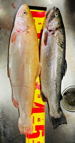 ニジマスの釣果