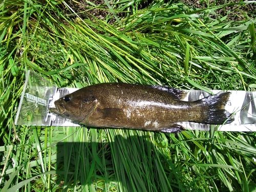 スモールマウスバス