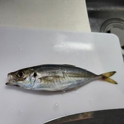 アジ