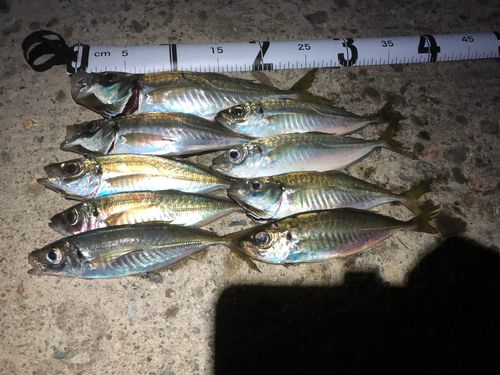 アジの釣果