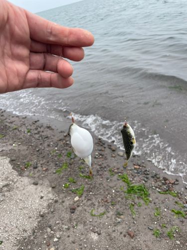 フグの釣果