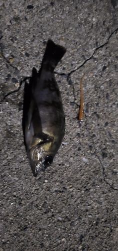 アカメバルの釣果