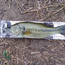 ラージマウスバス