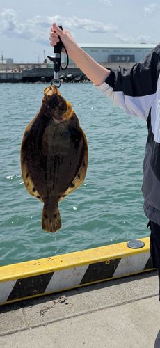 ホシガレイの釣果