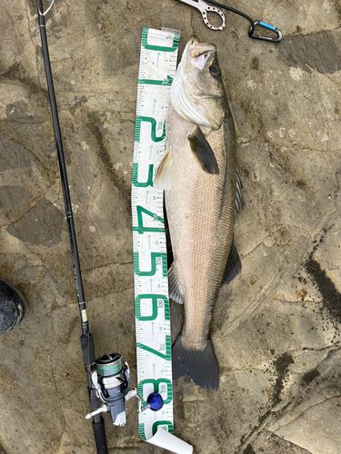 マルスズキの釣果