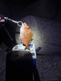 タイの釣果