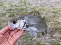 セイゴ（ヒラスズキ）の釣果