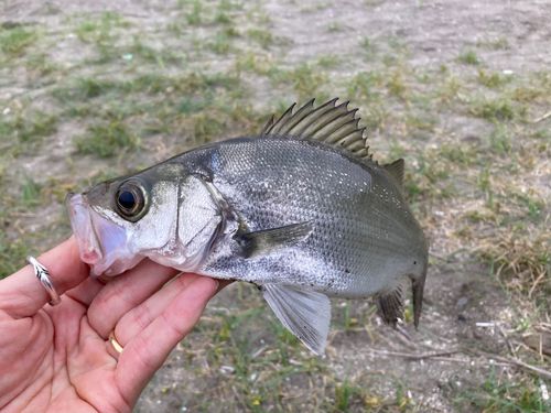 セイゴ（ヒラスズキ）の釣果