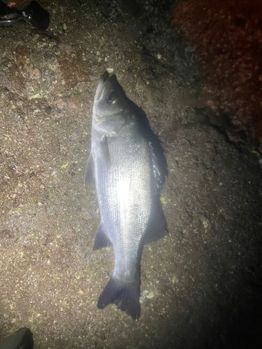 セイゴ（ヒラスズキ）の釣果