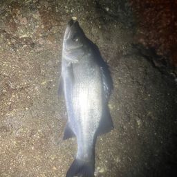 セイゴ（ヒラスズキ）