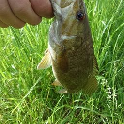 スモールマウスバス