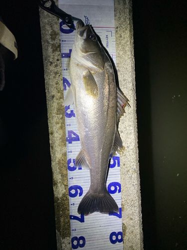 シーバスの釣果