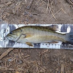 スモールマウスバス