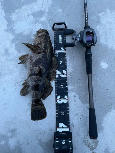 ベッコウゾイの釣果