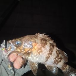 メバル