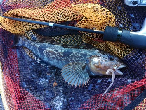 アイナメの釣果